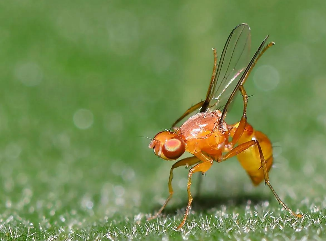 辽宁首次抓获四只金蚊子，万一被它咬一口，影响有多大？-辽宁警方缴获毒品15.7公斤 跨四省贩毒案成功收网