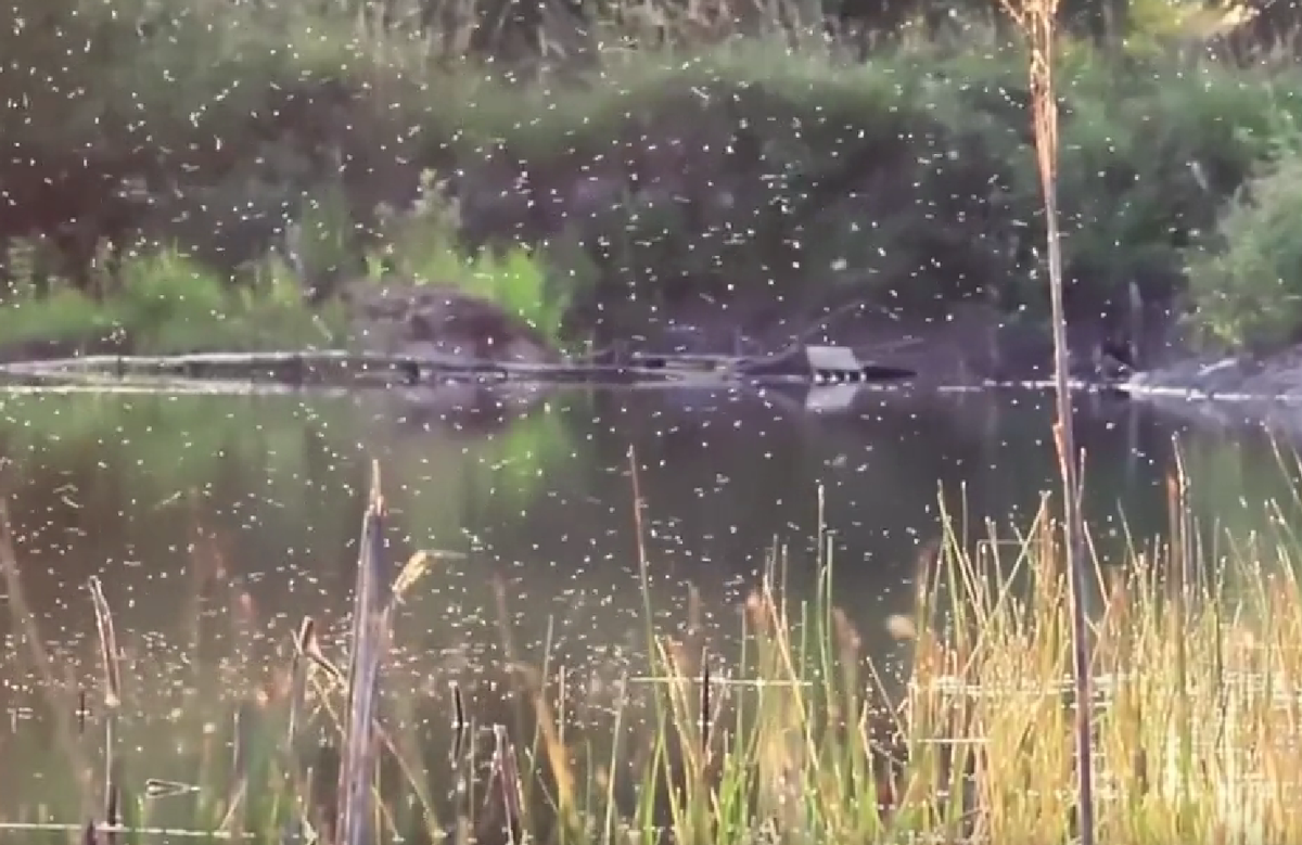 辽宁首次抓获四只金蚊子，万一被它咬一口，影响有多大？-辽宁警方缴获毒品15.7公斤 跨四省贩毒案成功收网