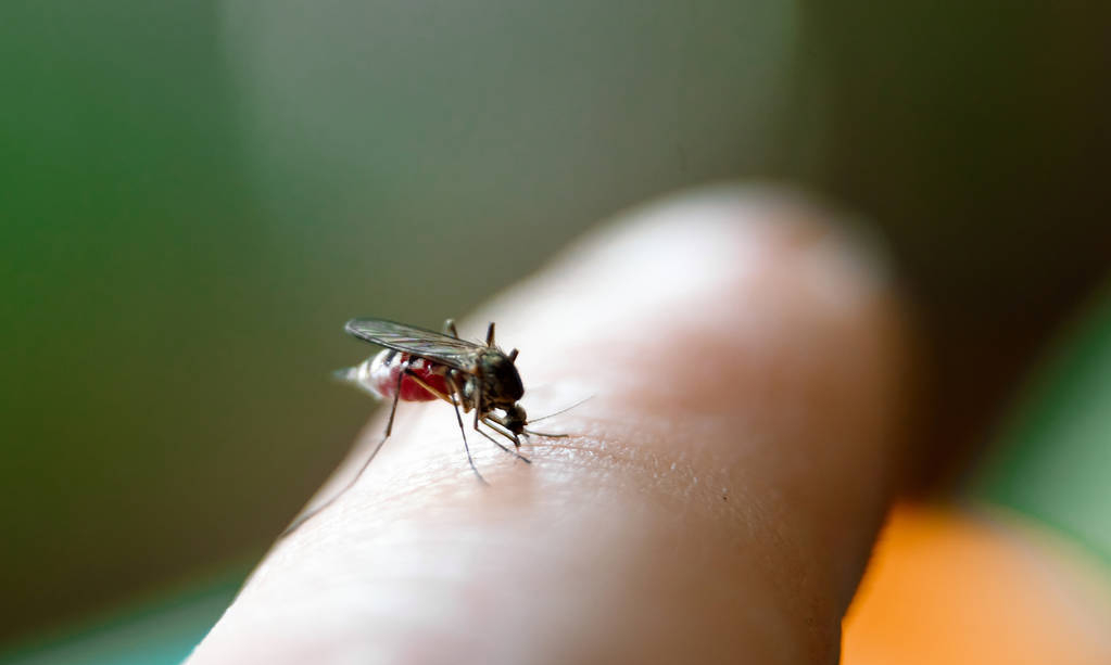 辽宁首次发现“蚊中贵族”，全身金黄体型大，被咬一口需冰敷-辽宁发现不明飞行物