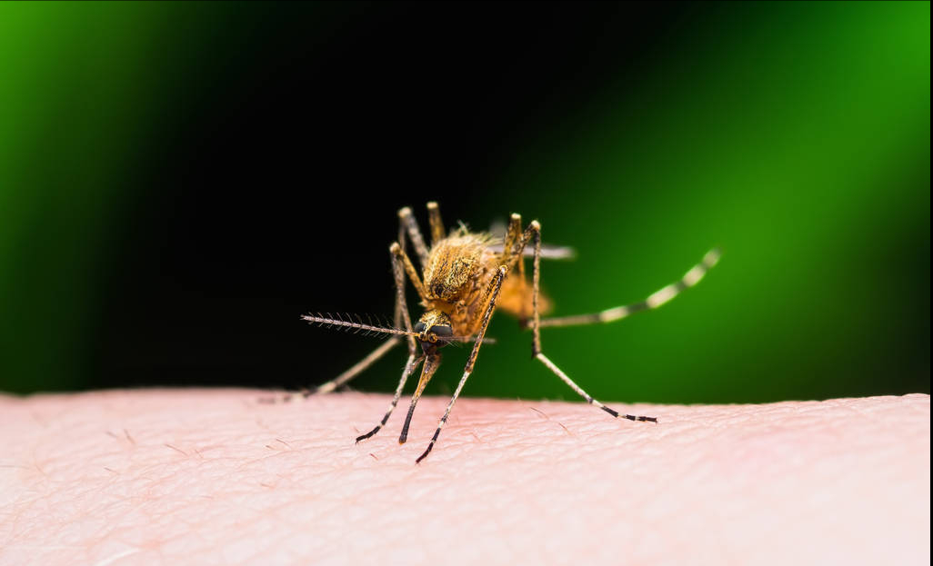 辽宁首次发现“蚊中贵族”，全身金黄体型大，被咬一口需冰敷-辽宁发现不明飞行物