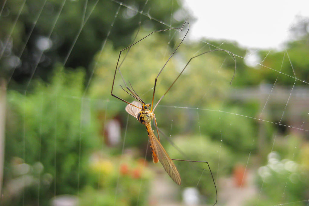 辽宁首次发现“蚊中贵族”，全身金黄体型大，被咬一口需冰敷-辽宁发现不明飞行物
