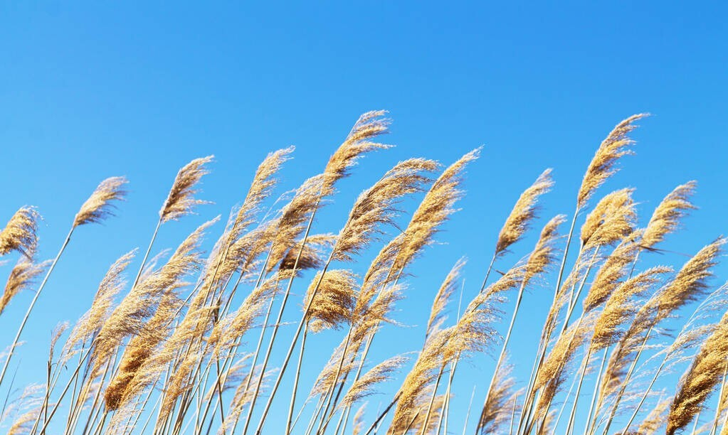 辽宁首次发现“蚊中贵族”，全身金黄体型大，被咬一口需冰敷-辽宁发现不明飞行物