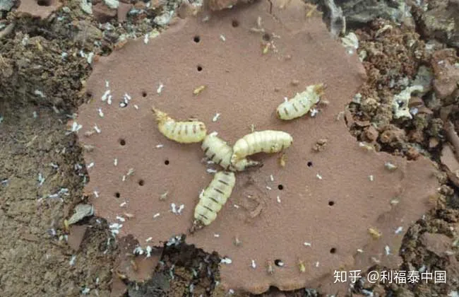 千足虫“袭击”各大小区，利福泰支招解决问题-千足虫开箱视频