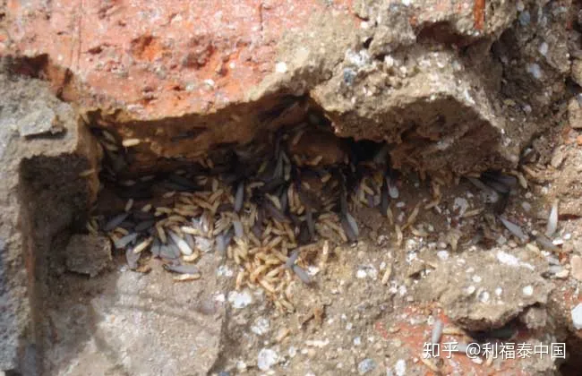 千足虫“袭击”各大小区，利福泰支招解决问题-千足虫开箱视频