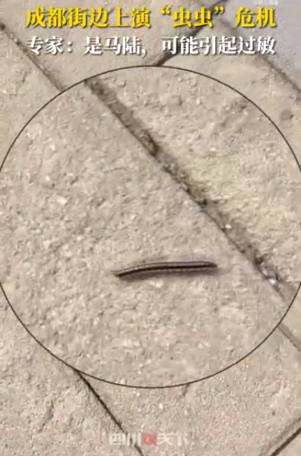 成都升温千足虫满街爬 千足虫出没该如何应对-千足虫成灾怎么办