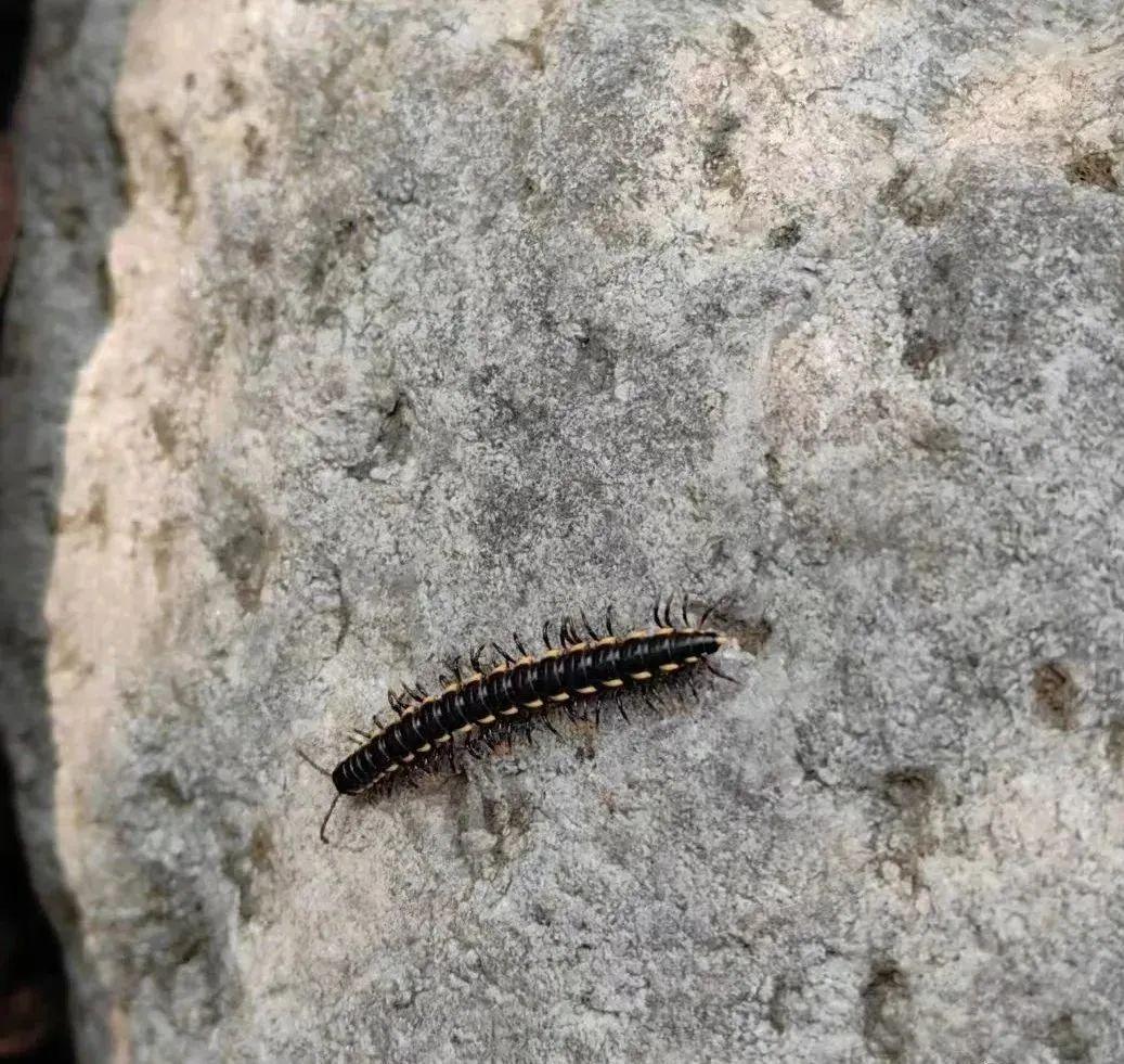 成都街头千足虫横行？别怕，不咬人，该小心的其实是它们-千足虫成虫图片