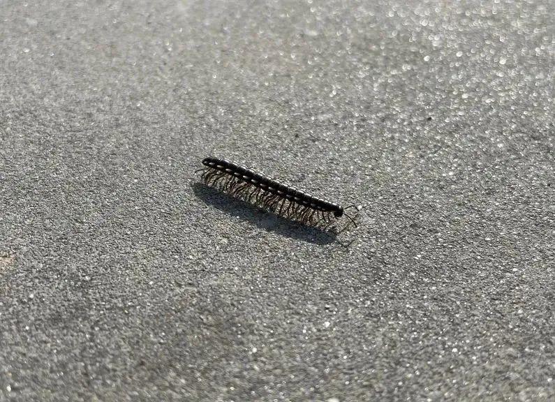 成都街头千足虫横行？别怕，不咬人，该小心的其实是它们-千足虫成虫图片