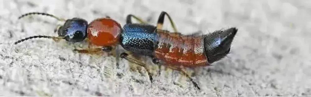 成都街头千足虫横行？别怕，不咬人，该小心的其实是它们-千足虫成虫图片