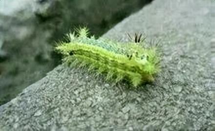 成都街头千足虫横行？别怕，不咬人，该小心的其实是它们-千足虫成虫图片