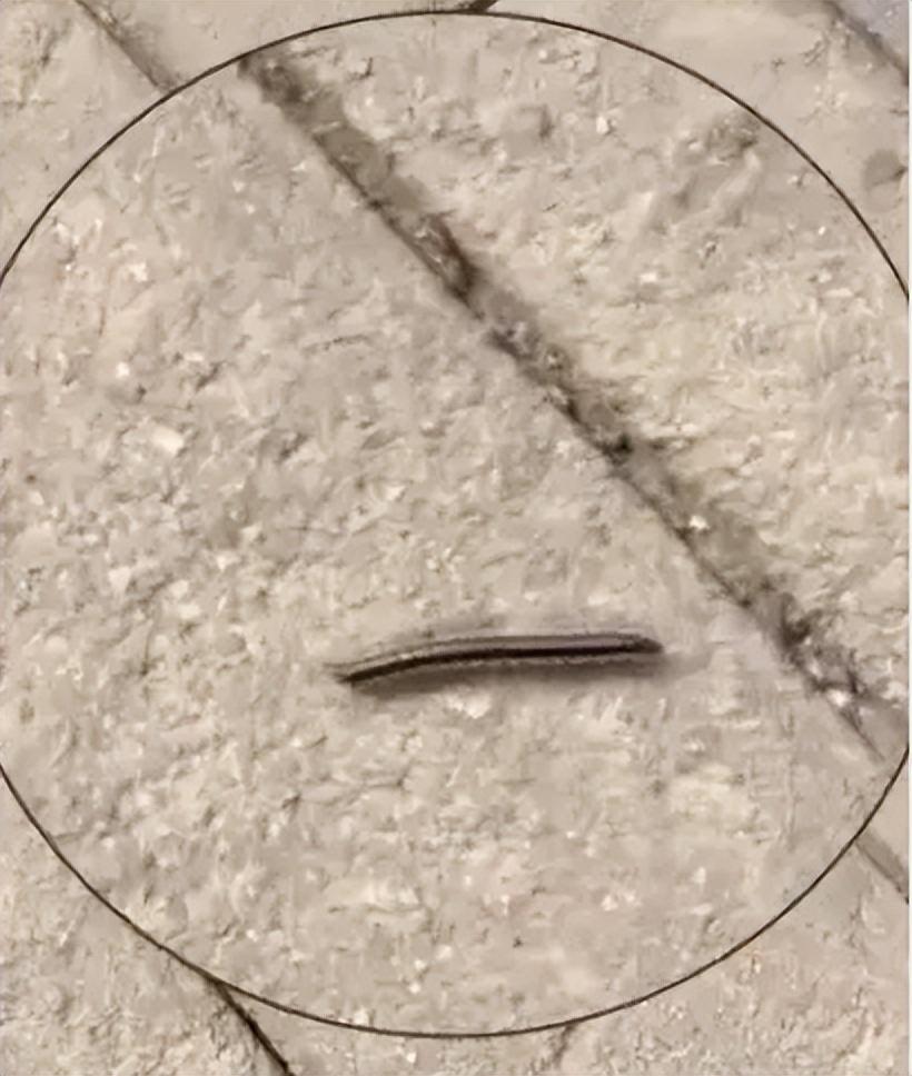 成都市区千足虫满街乱爬，引市民恐慌，为何虫子突然大量出现？-成都的小黑虫子