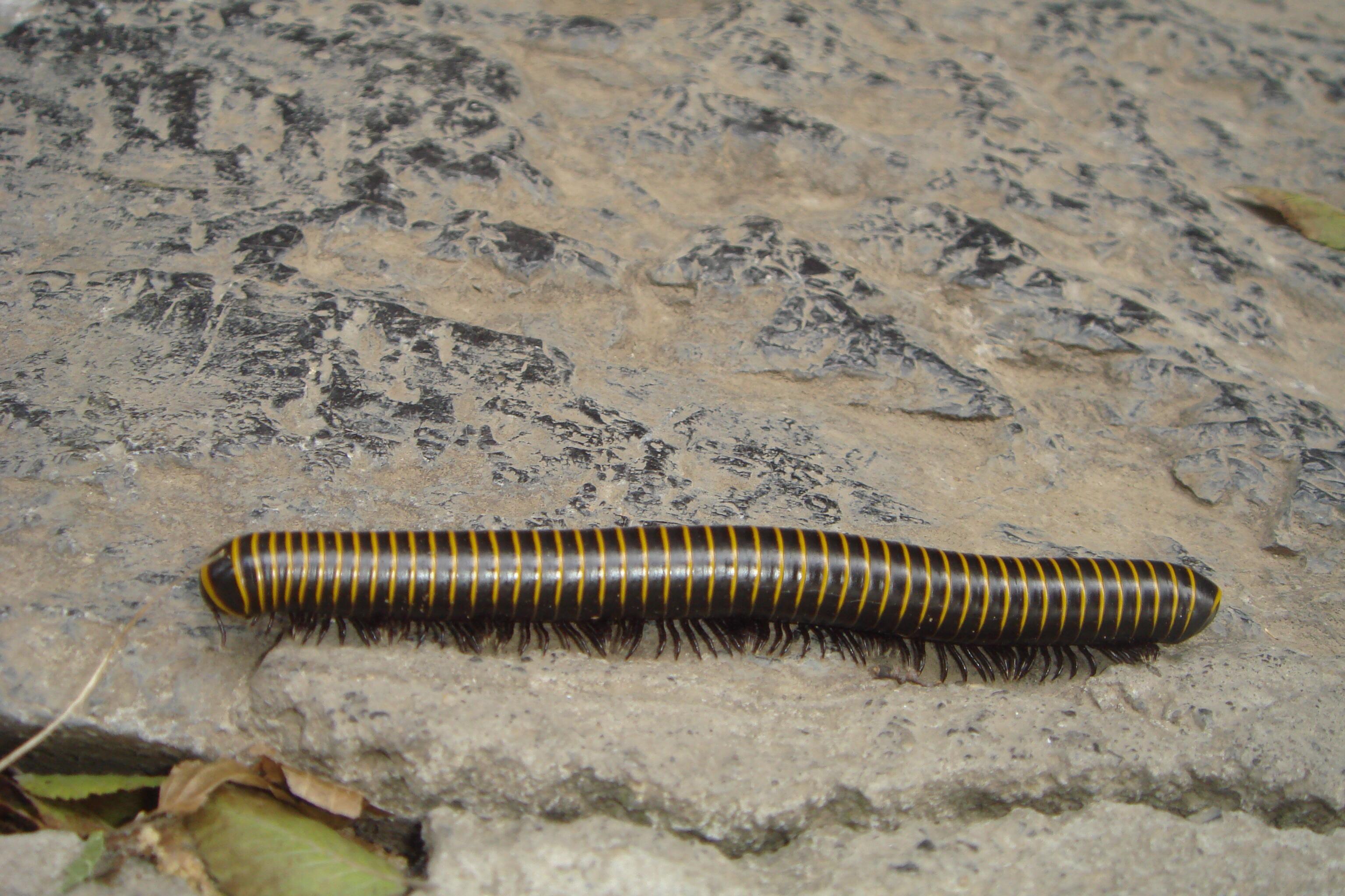 成都市区千足虫满街乱爬，引市民恐慌，为何虫子突然大量出现？-成都的小黑虫子