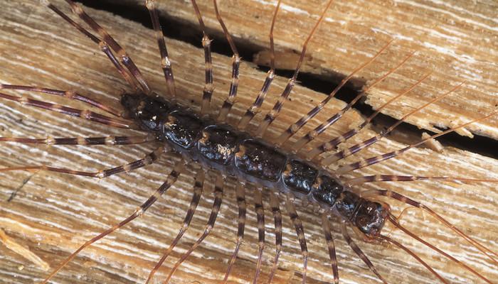 成都市区千足虫满街乱爬，引市民恐慌，为何虫子突然大量出现？-成都的小黑虫子