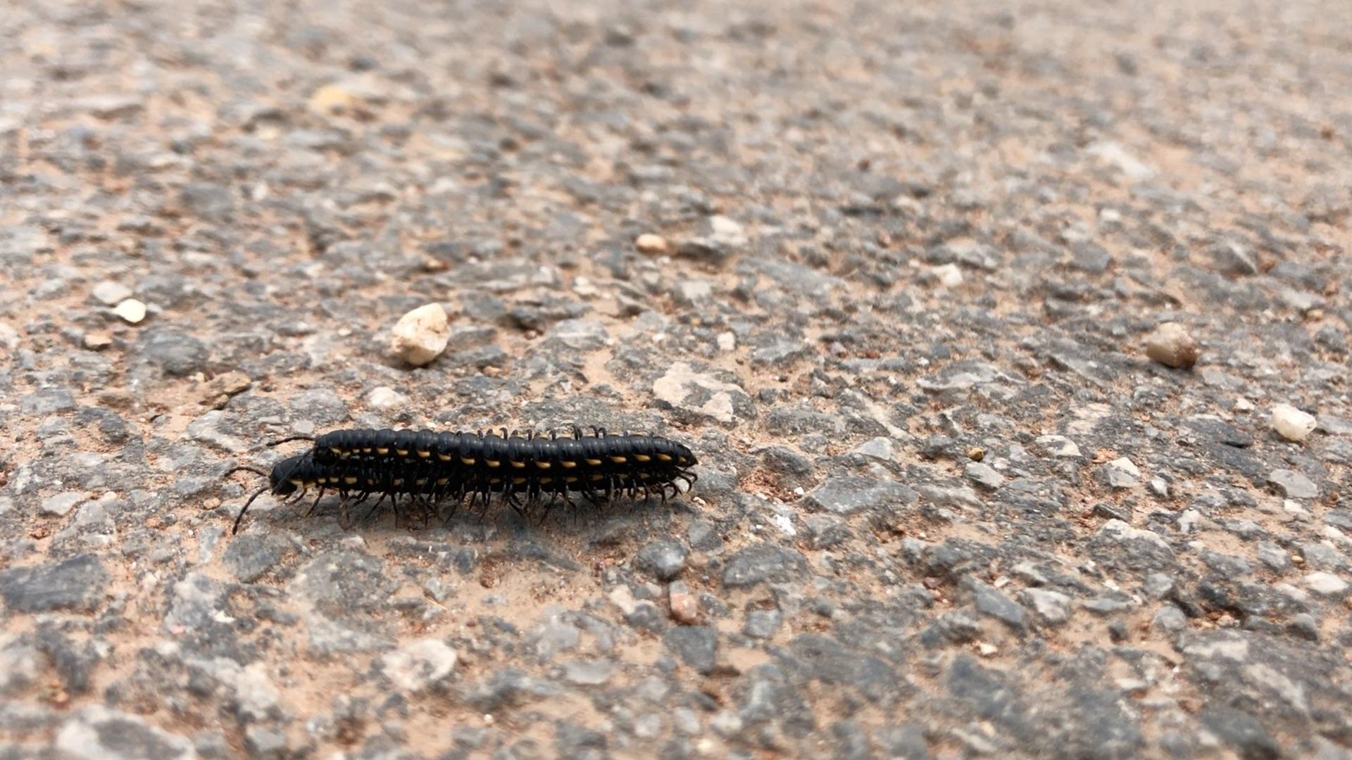 成都市区千足虫满街乱爬，引市民恐慌，为何虫子突然大量出现？-成都的小黑虫子