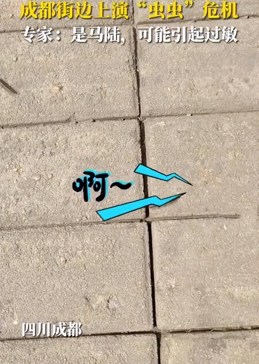 成都升温千足虫满街爬，专家：不会咬人，可能引起过敏反应-千足虫泛滥怎么办