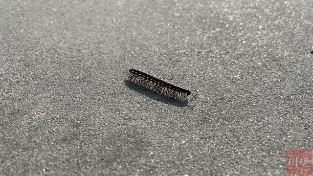 民情｜虫儿也来晒太阳？成都街边出现大量“千足虫”，是否对人体有害？-千足虫有什么用