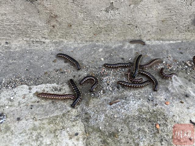 民情｜虫儿也来晒太阳？成都街边出现大量“千足虫”，是否对人体有害？-千足虫有什么用