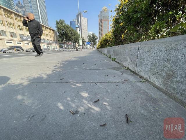 民情｜虫儿也来晒太阳？成都街边出现大量“千足虫”，是否对人体有害？-千足虫有什么用