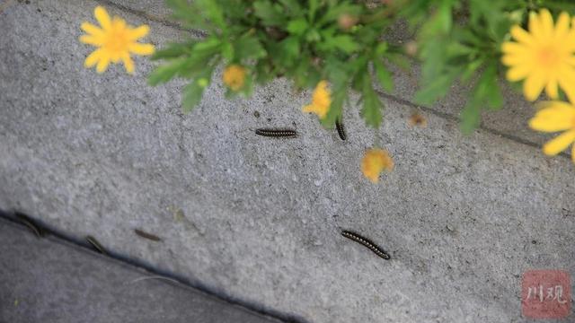 民情｜虫儿也来晒太阳？成都街边出现大量“千足虫”，是否对人体有害？-千足虫有什么用