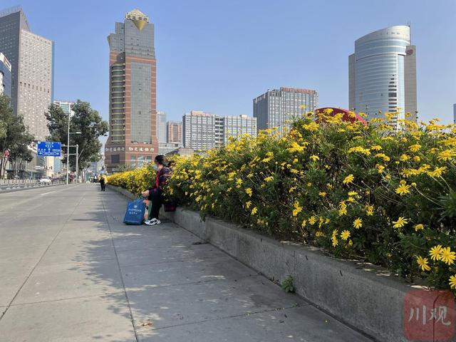 民情｜虫儿也来晒太阳？成都街边出现大量“千足虫”，是否对人体有害？-千足虫有什么用