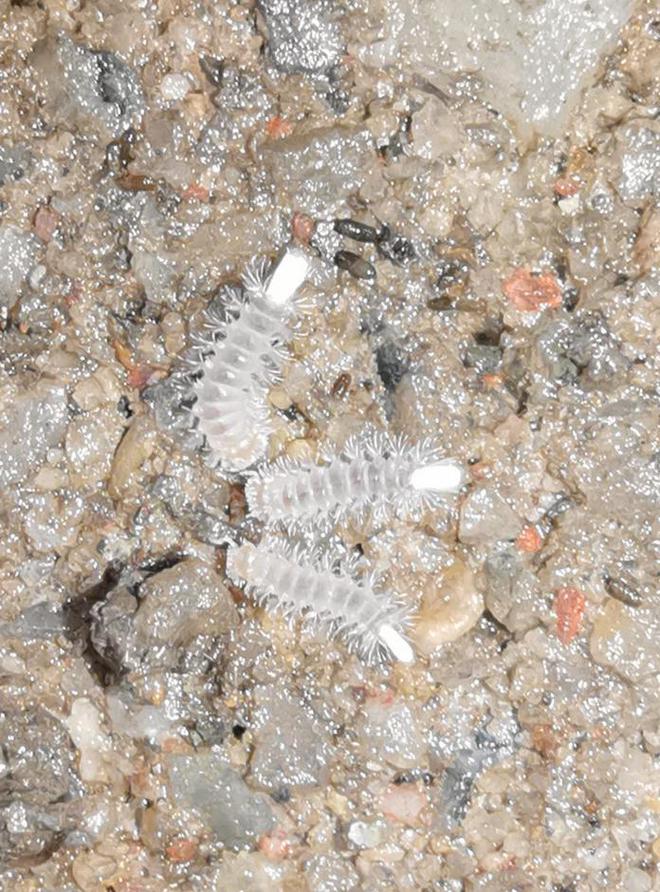 成都升温千足虫满街爬，专家：不会咬人，可能引起过敏反应！-千足虫成堆