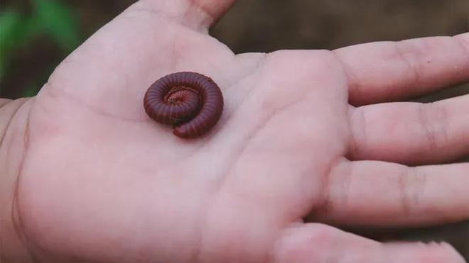 成都升温千足虫满街爬，专家：不会咬人，可能引起过敏反应！-千足虫成堆