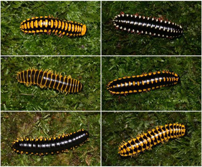 成都升温千足虫满街爬，专家：不会咬人，可能引起过敏反应！-千足虫成堆