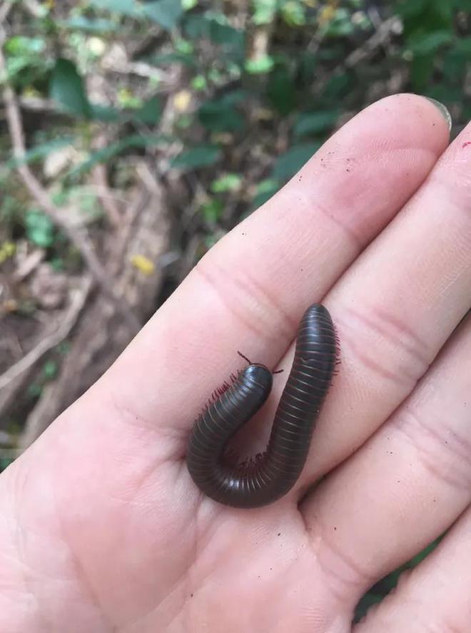 成都升温千足虫满街爬，专家：不会咬人，可能引起过敏反应！-千足虫成堆