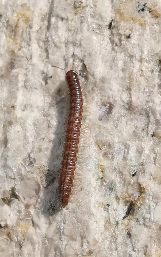 成都升温千足虫满街爬，专家：不会咬人，可能引起过敏反应！-千足虫成堆