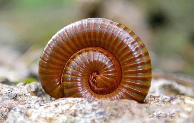 成都升温千足虫满街爬，专家：不会咬人，可能引起过敏反应！-千足虫成堆