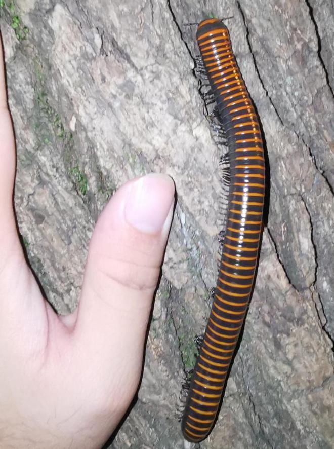 成都升温千足虫满街爬，专家：不会咬人，可能引起过敏反应！-千足虫成堆
