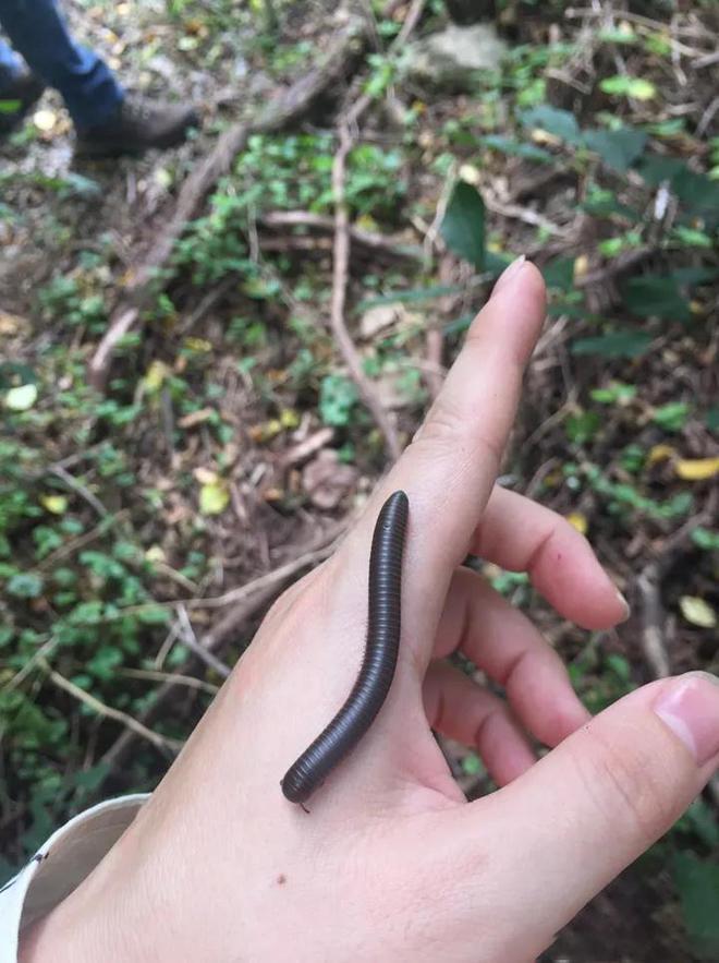 成都升温千足虫满街爬，专家：不会咬人，可能引起过敏反应！-千足虫成堆