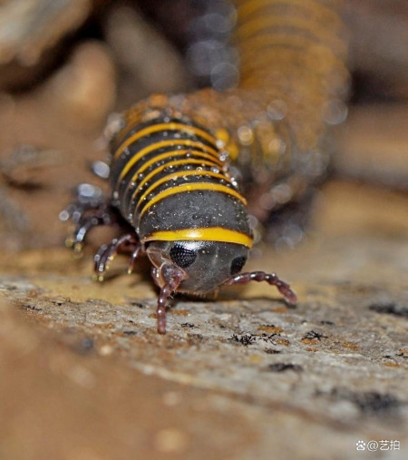 惊！成都街头出现千足虫大批量爬行，背后的危险你知道吗？-千足虫突然出现很多