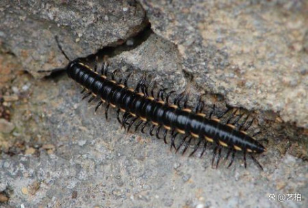 惊！成都街头出现千足虫大批量爬行，背后的危险你知道吗？-千足虫突然出现很多