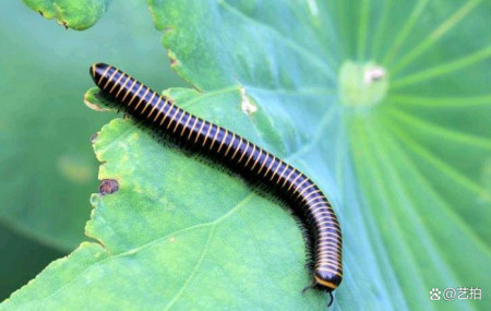 惊！成都街头出现千足虫大批量爬行，背后的危险你知道吗？-千足虫突然出现很多