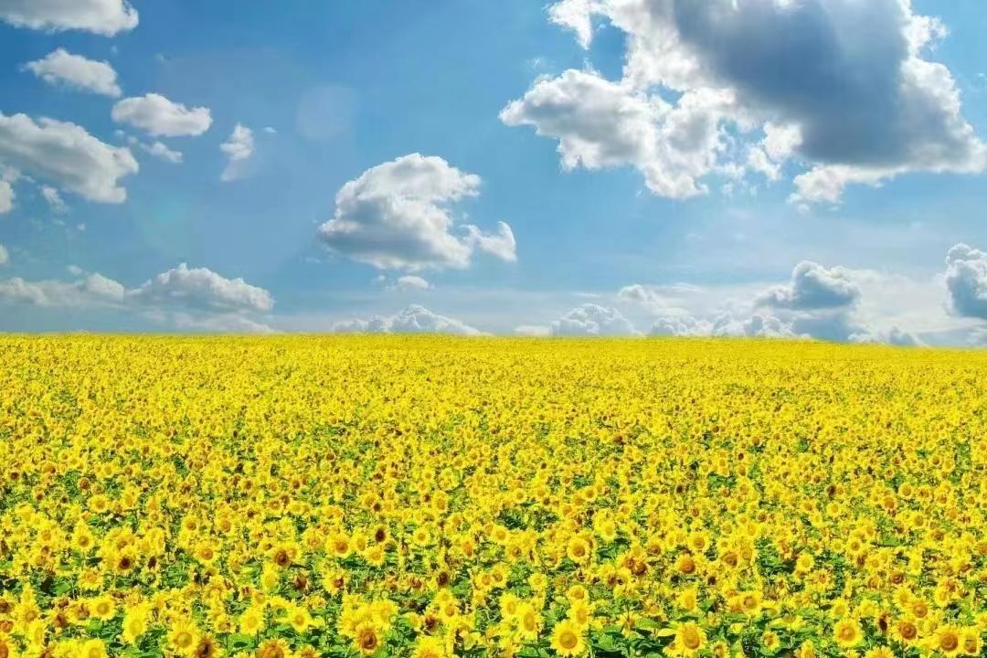 小学生被撞身亡，妈妈跳楼了-小学生冲出来被车撞责任