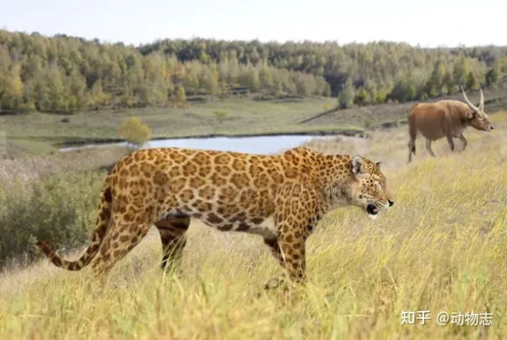 美洲豹：对抗剑齿虎200万年，被狮子全球追杀，龟缩南美逃过一劫（美洲豹是国家几级动物）