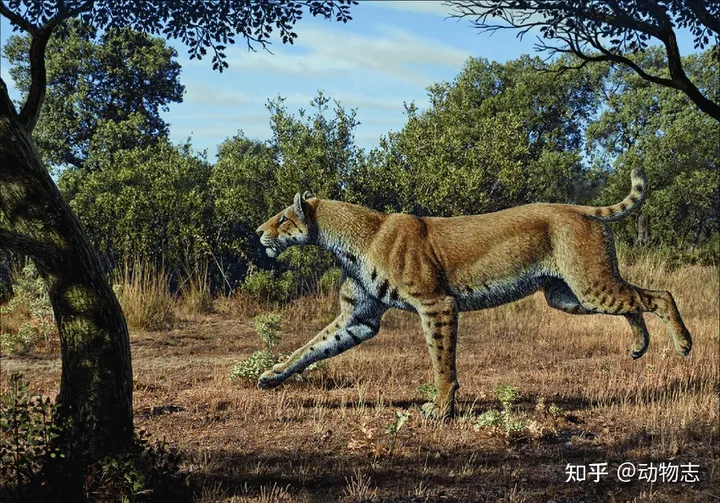 美洲豹：对抗剑齿虎200万年，被狮子全球追杀，龟缩南美逃过一劫（美洲豹是国家几级动物）