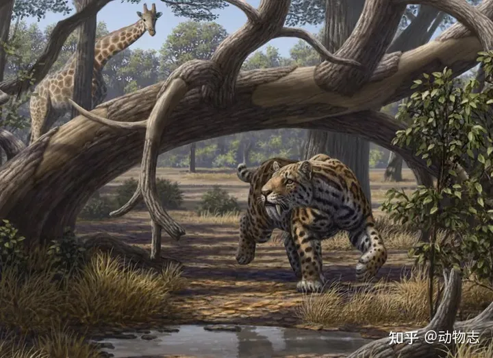 美洲豹：对抗剑齿虎200万年，被狮子全球追杀，龟缩南美逃过一劫（美洲豹是国家几级动物）