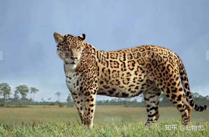 美洲豹：对抗剑齿虎200万年，被狮子全球追杀，龟缩南美逃过一劫（美洲豹是国家几级动物）