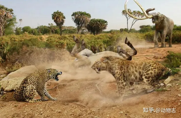 美洲豹：对抗剑齿虎200万年，被狮子全球追杀，龟缩南美逃过一劫（美洲豹是国家几级动物）