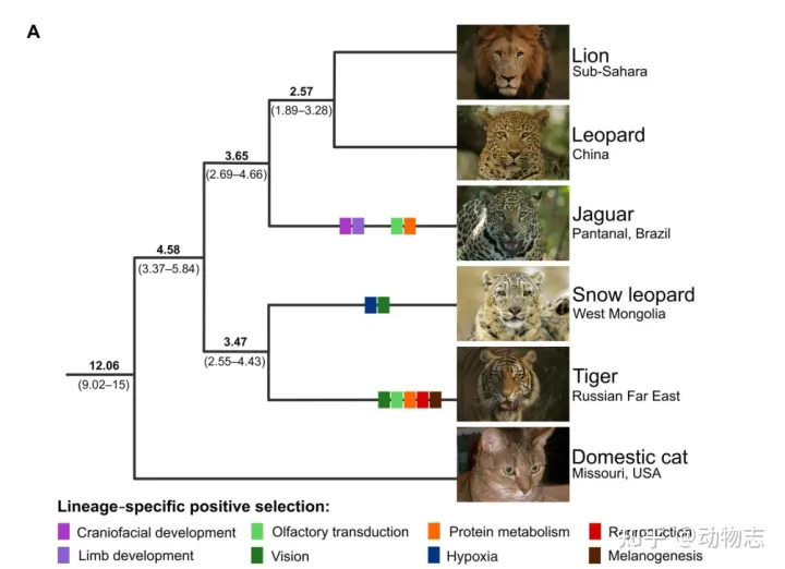 美洲豹：对抗剑齿虎200万年，被狮子全球追杀，龟缩南美逃过一劫（美洲豹是国家几级动物）
