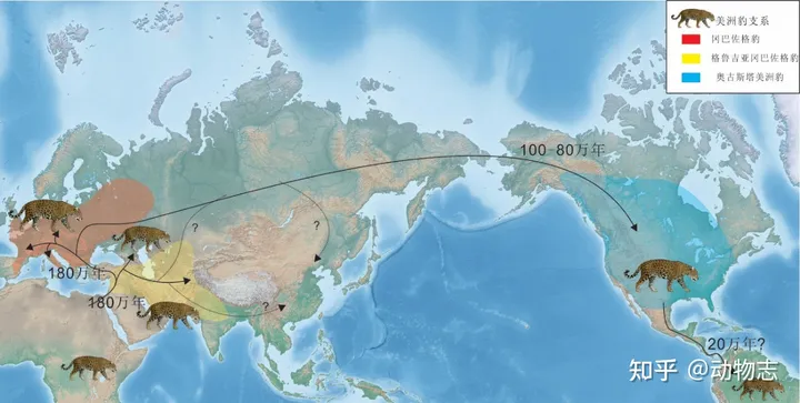 美洲豹：对抗剑齿虎200万年，被狮子全球追杀，龟缩南美逃过一劫（美洲豹是国家几级动物）