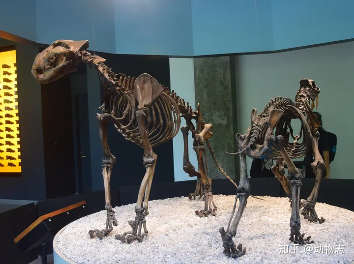 美洲豹：对抗剑齿虎200万年，被狮子全球追杀，龟缩南美逃过一劫（美洲豹是国家几级动物）