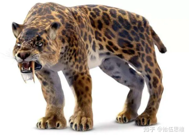 剑齿虎拥有10厘米獠牙，以猛犸象为食，为何突然灭绝？（剑齿虎灭绝到现在多少年了）