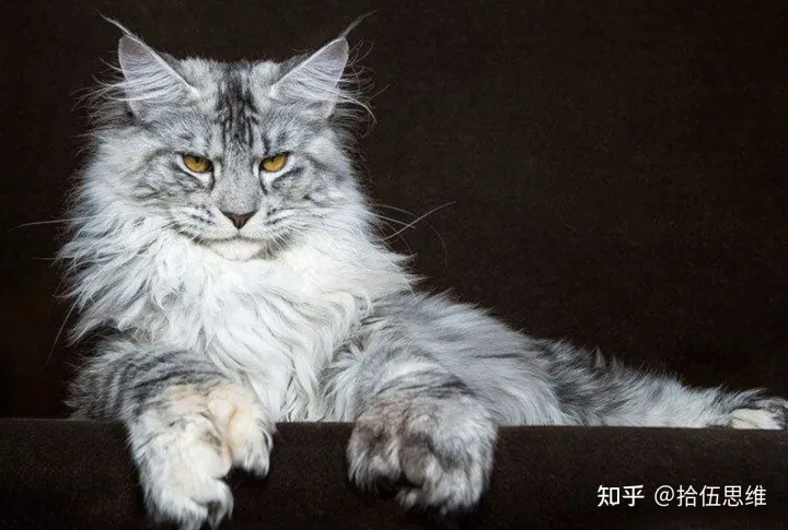 剑齿虎拥有10厘米獠牙，以猛犸象为食，为何突然灭绝？（剑齿虎灭绝到现在多少年了）