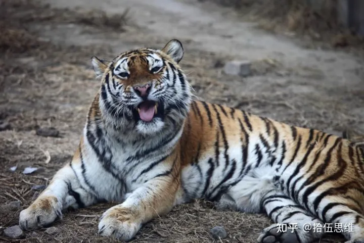剑齿虎拥有10厘米獠牙，以猛犸象为食，为何突然灭绝？（剑齿虎灭绝到现在多少年了）