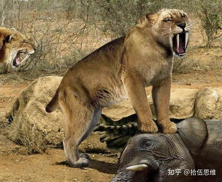 剑齿虎拥有10厘米獠牙，以猛犸象为食，为何突然灭绝？（剑齿虎灭绝到现在多少年了）