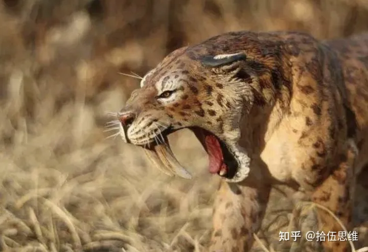 剑齿虎拥有10厘米獠牙，以猛犸象为食，为何突然灭绝？（剑齿虎灭绝到现在多少年了）