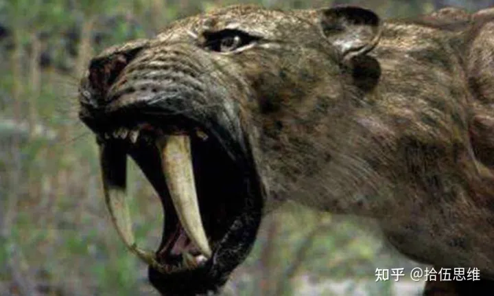 剑齿虎拥有10厘米獠牙，以猛犸象为食，为何突然灭绝？（剑齿虎灭绝到现在多少年了）