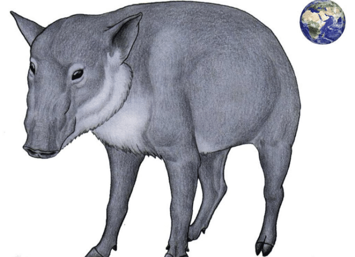 平头的果然都不好惹，300年前有种平头猪，就算剑齿虎见了都怕（平头猪啥意思）